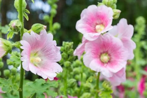 Combining Hollyhock with Other Magical Herbs: Creating Potent Spell Mixtures